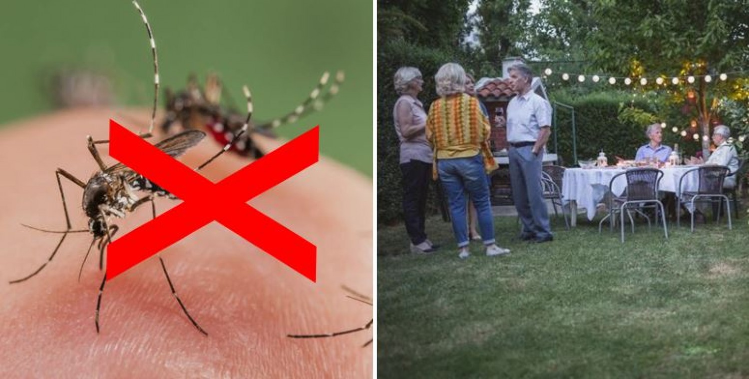 Így űzheted el vegyszermentesen a szúnyogokat