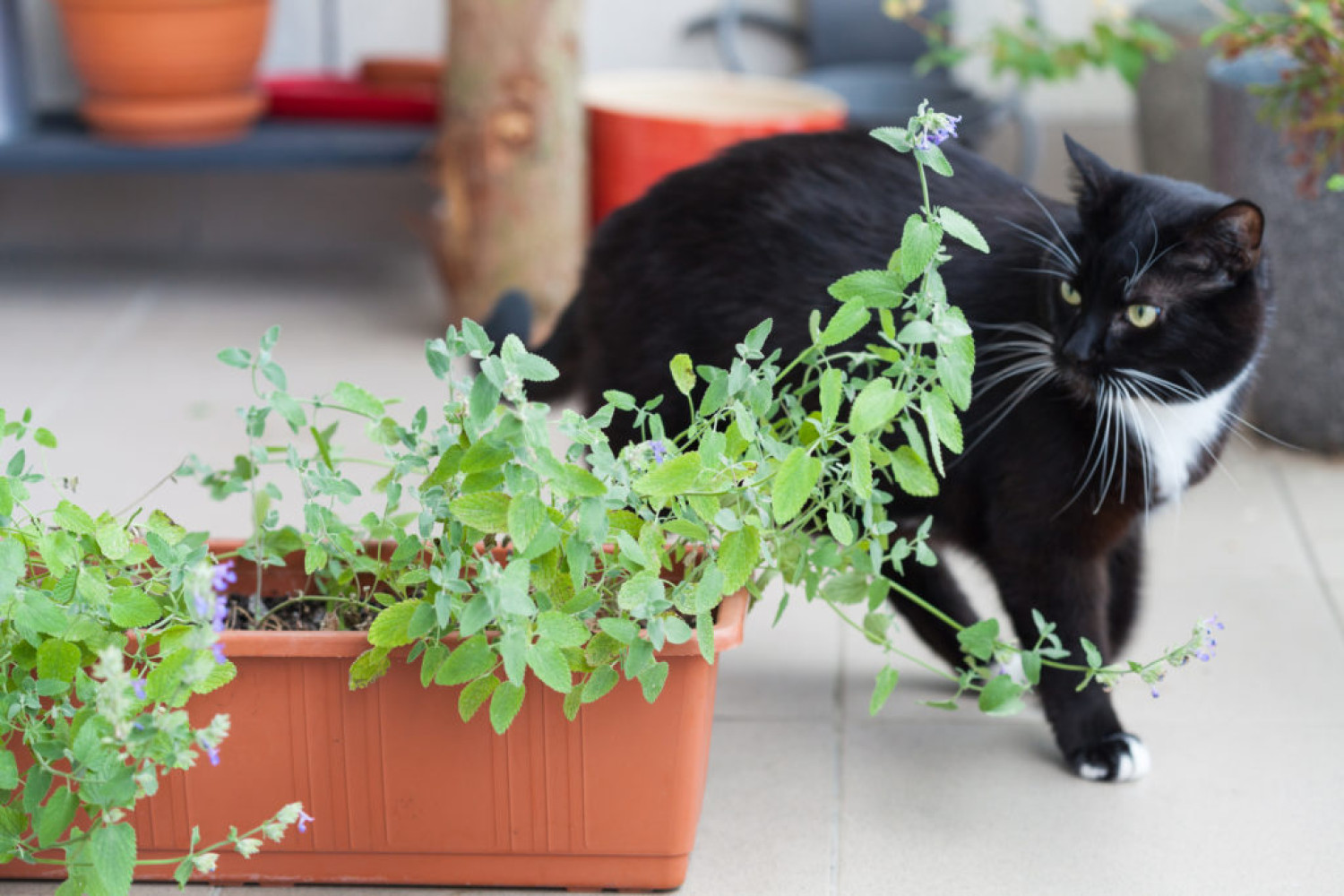 Ha van macskád, jó ha tudod: ettől a növénytől boldogságban úsznak a cicák