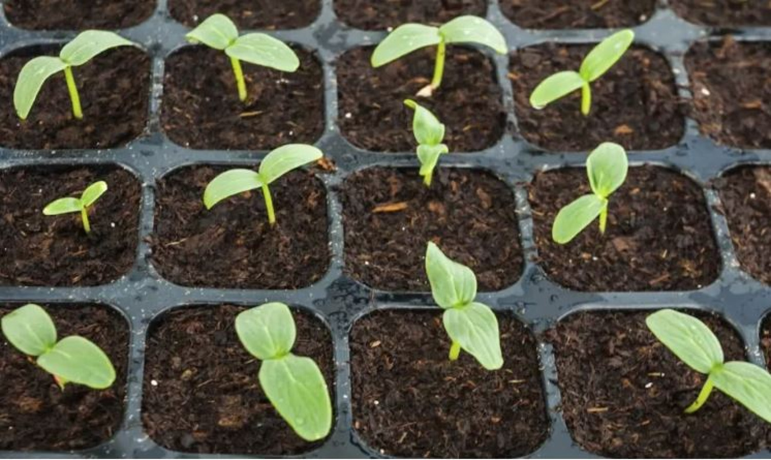 Kertészek ajánlják: házi módszer, amitől a palánták szárnyra kapnak