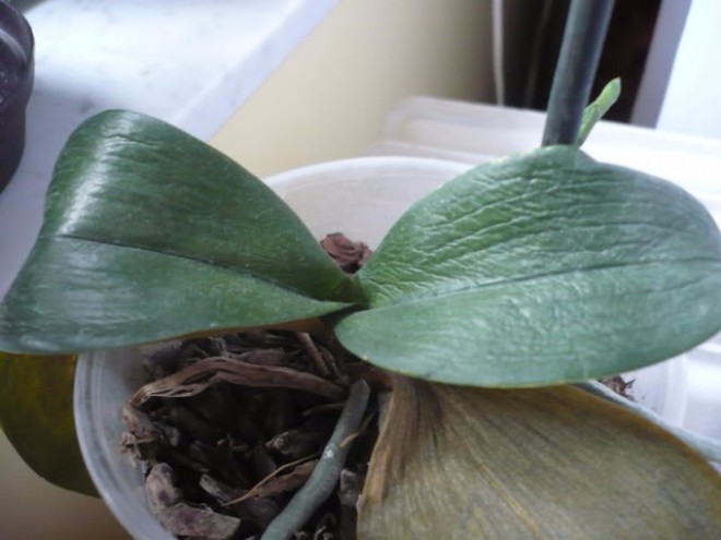 Az orchidea igazi túlélő! ORCHIDEA DOKTOR