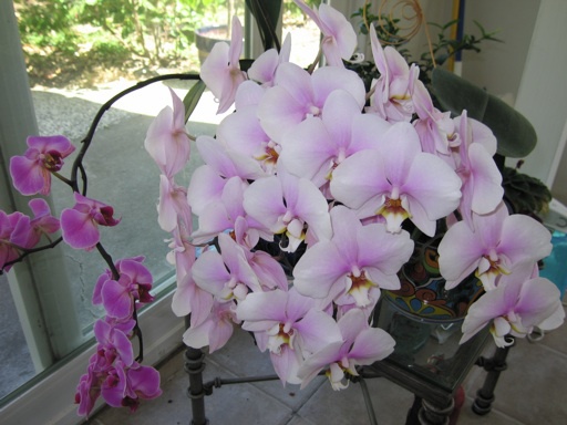 Akár 20 virág egyszerre egy orchideán! Van egy speciális fürdő recept