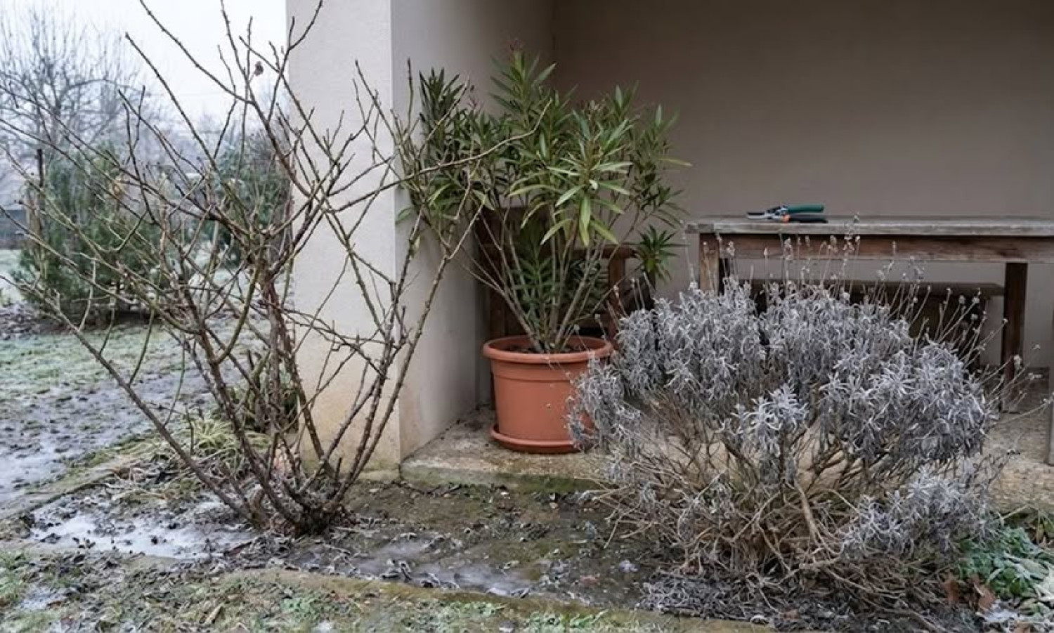 Három növény, amit februárban még békén kell hagyni