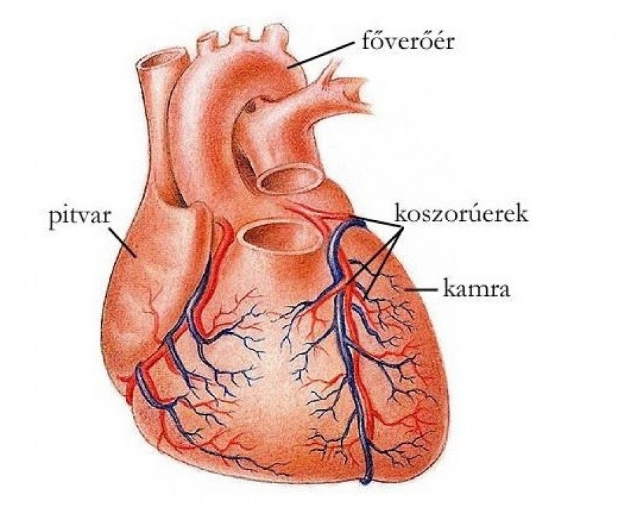 Szívroham esetén ezt az egyet TILOS csinálni!