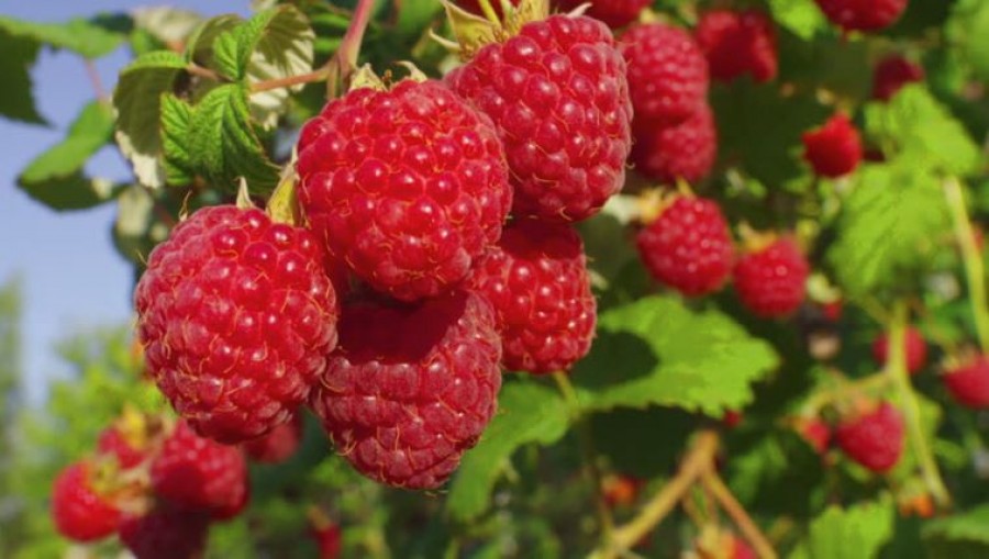 Roskadozni fog a kertedben a málna, ha betartod ezeket a tanácsokat!